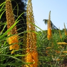 Steppenkerze / Eremurus x isabellinus Pinokkio