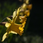 Narzisse / Narcissus in Arten und Sorten