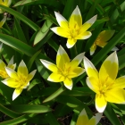 Botanische Tulpe / Tulipa tarda