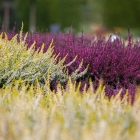 Sommerheide / Calluna vulgaris in Sorten