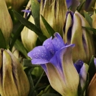 Japanischer Herbst-Enzian / Gentiana sino-ornata