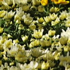 Chrysantheme / Chrysanthemum weiß