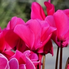 Alpenveilchen / Cyclamen persicum in Farben und Größen