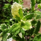 Bunte Apfelminze / Mentha suaveolens Variegata