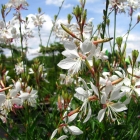 Prachtkerze / Gaura lindheimeri