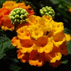 Wandelröschen / Lantana camara