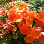 Hänge-Petunie / Petunia Surfinia