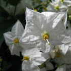 Sommerjasmin / Solanum jasminoides