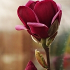 Rote Tulpenmagnolie / Magnolia soulangiana Genie