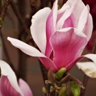 Tulpen-Magnolie / Magnolia Satisfaction