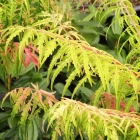 Geschlitzblättriger Gold-Essigbaum / Rhus typhina Tiger Eyes