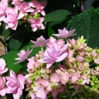 Gefüllte Tellerhortensie You &amp; Me / Hydrandea macrophylla You &amp; Me Romance