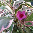 Weißbunte Zwerg-Weigelie / Weigela florida Monet