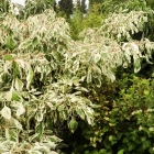 Weißbunter Etagenhartriegel / Cornus alternifolia Variegata