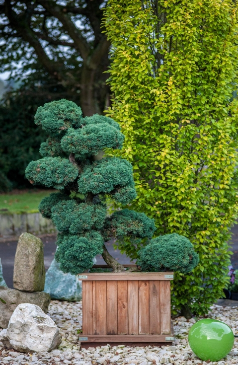 Formgehölze - Baumschule Erhardt