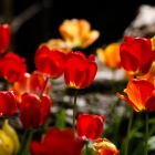 Tulpe / Tulipa in Arten und Sorten