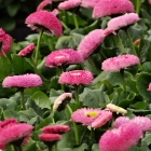 Gefülltes Gänseblümchen / Bellis perennis in Sorten