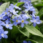 Vergissmeinnicht / Myosotis sylvatica in Farben