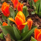 Botanische Tulpe / Zwergtulpen in Sorten