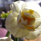 Gefüllte Duft- Narzisse / Narcissus Bridal Crown