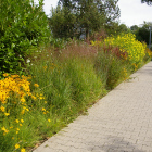 Staudenhecke mit diveresen Gräsern, Sonnenhut, Staudensonnenblume und Mädchenauge