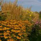 Staudenhecke mit Reitgras, Sonnenhut, Herbst-Anemone und Staudensonnenblume