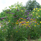 Staudenhecke mit Sonnenhut, Eisenkraut, Prachtkerze und Staudensonnenblume