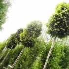 Zwerg-Säulenhainbuche / Carpinus bet. Monumentalis