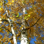 Birke / Betula pendula