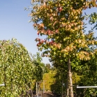 Eisenholzbaum / Parrotia persica