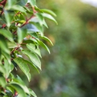 Portugiesische Lorbeerkirsche / Prunus lus. Angustifolia