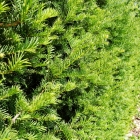 Gemeine Eibe / Taxus baccata