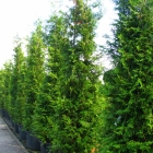 Lebensbaum / Thuja plic. Martin