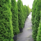 Lebensbaum / Thuja occ. Smaragd