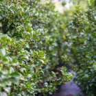 Stechpalme Heckenfee / Ilex meserveae Heckenfee