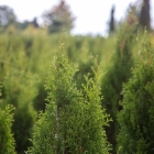 Lebensbaum Smaragd / Thuja occidentalis Smaragd