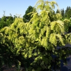 Gelbe Adlerschwingen-Eibe / Taxus baccata Dovastoniana Aurea