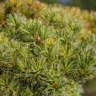 Mädchen-Kiefer / Pinus parviflora