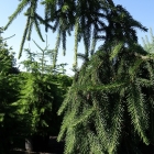 Hänge-Fichte / Picea abies Inversa