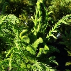 Hahnenkamm-Sicheltanne / Cryptomeria japonica Cristata