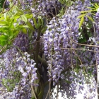 Blauregen / Wisteria sinensis