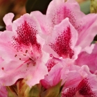 Alpenrose / Rhododendron Hybriden in Sorten