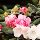 Zwerg-Alpenrose / Rhododendron yakushimanum Hybride in Sorten