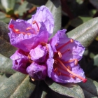 Zwerg-Rhododendron / Rhododendron impeditum Moerheim