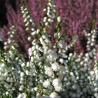 Sommerheide / Calluna vulgaris in Sorten ab September