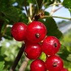 Johannisbeere rot / Ribes rubrum in Sorten