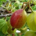 Stachelbeere / Ribes uva-crispa in Sorten
