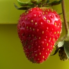 Erdbeere / Fragaria in Sorten