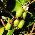 Kleinfruchtige Kiwi / Actinidia arguta Issai