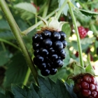 Brombeere / Rubus fructicosa in Sorten